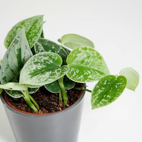 Scindapsus Silvery Anne im Topf mit 11 cm Durchmesser und silbrigen Blättern