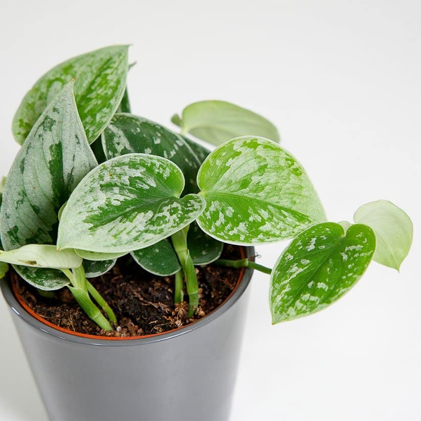 Scindapsus Silvery Anne im Blumentopf mit 11 cm Durchmesser