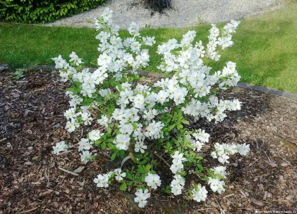 Weintraubenbaum