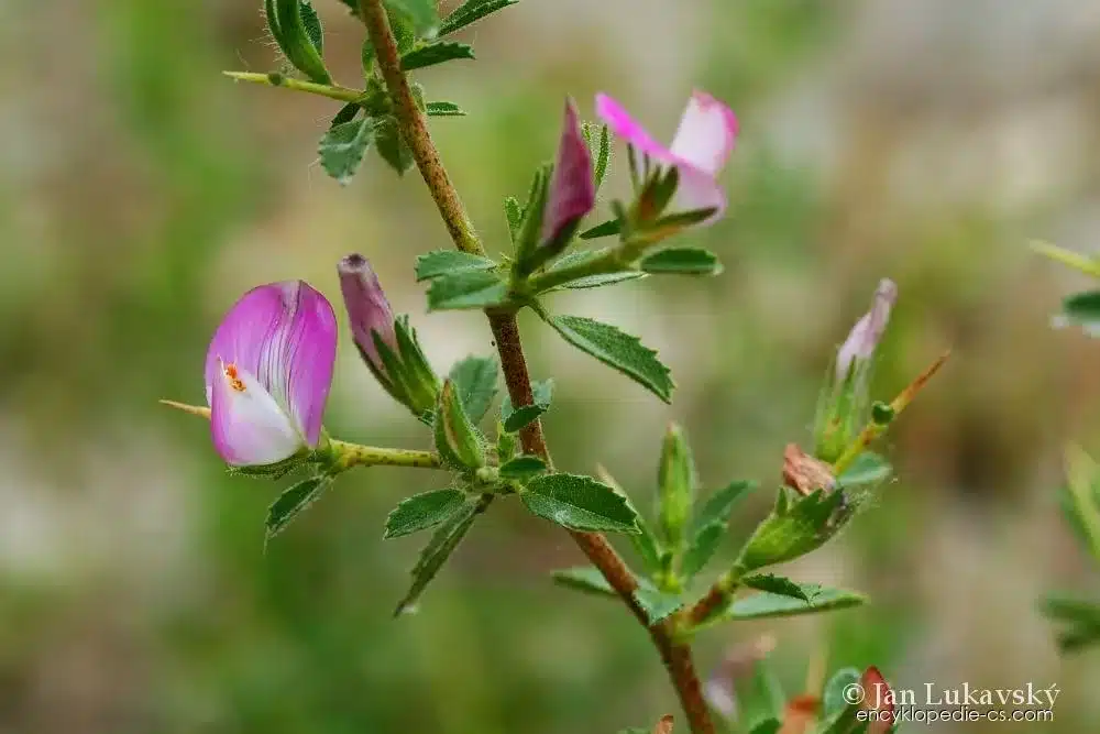 Dornige Hauhechel mit rosa Blüten und stacheligen Stängeln
