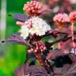 Blasenspiere ‚Diabolo‘ mit weißen Blüten und rosa Knospen über dunkelrotem Laub