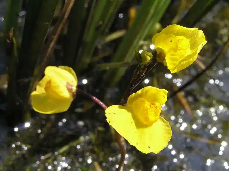 Wasserschlauch