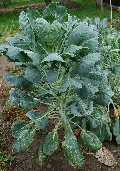 Kopf des grünen Kohlrabis mit charakteristischen gekerbten Blättern