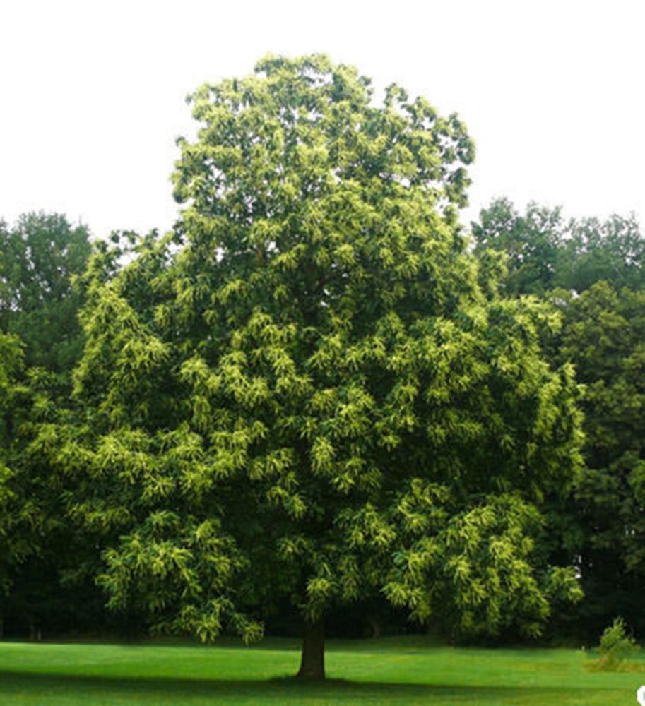Kastanienbaum mit charakteristischen Trieben und Blättern