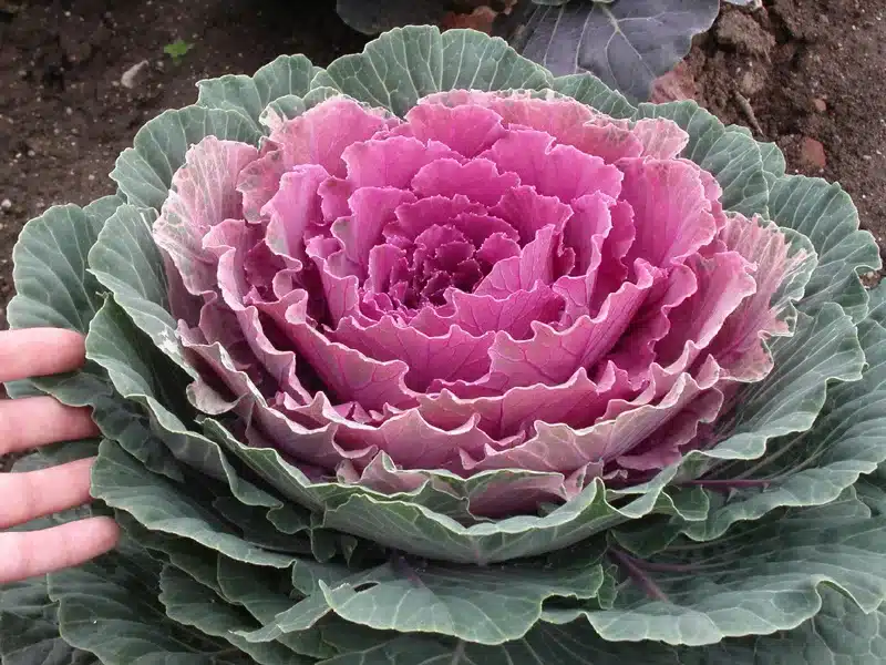 Kohlrabiköpfchen mit hellgrünen Blättern