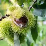 Esskastanie mit charakteristischen Stacheln der Fruchthülle