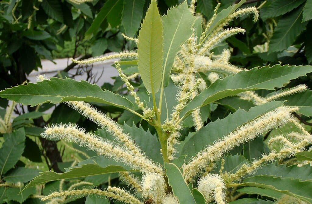Kastanienbaum mit weißen Blüten an den Ästen