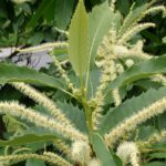 Edelkastanie mit weißen Blüten an den Zweigen