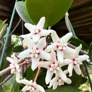 Hoya australis