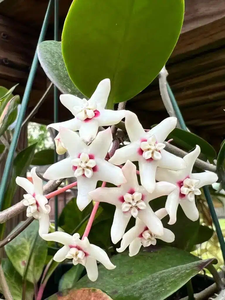 Hoya australis