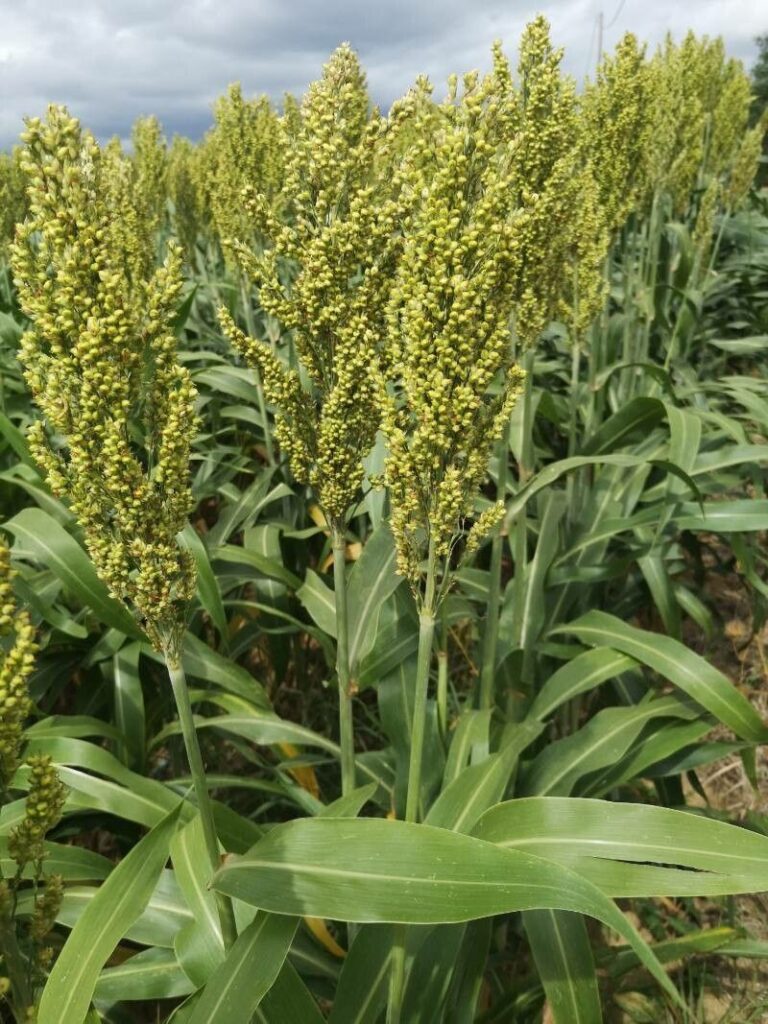 Mohrenhirse (Sorghum bicolor)​