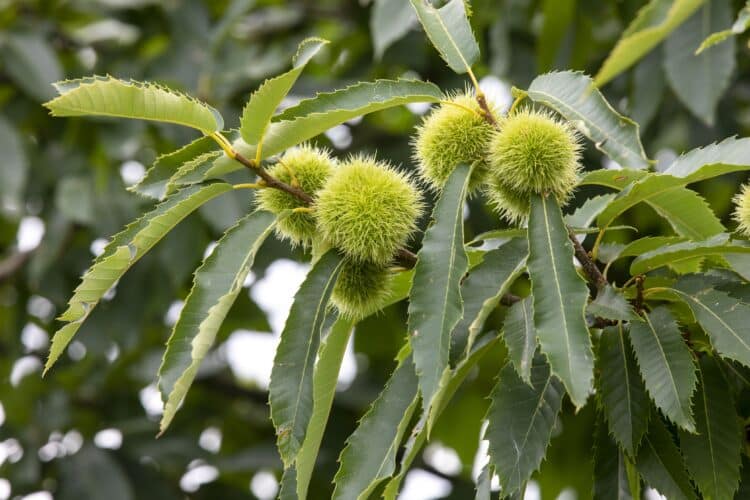 Kastanienbaum mit charakteristischen großen Blättern und Blütenstand
