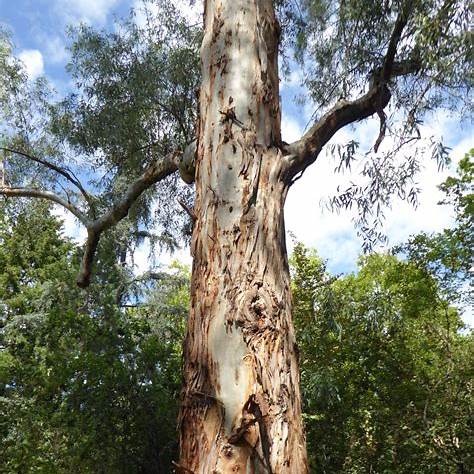 Roter Fluss-Eukalyptus (Eucalyptus camaldulensis)