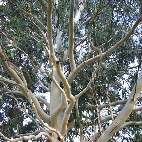 Dalrymple-Eukalyptus (Eucalyptus dalrympleana)