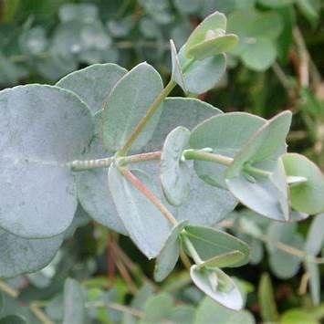 Eukalyptus (Eucalyptus)