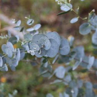 Gunns Eukalyptus (Eucalyptus gunnii)