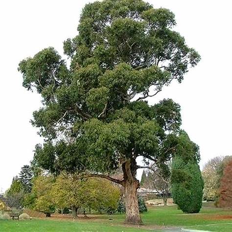 Blauer Eukalyptus (Eucalyptus globulus)