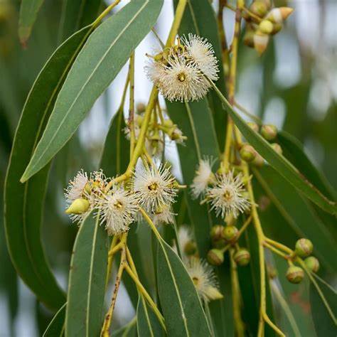 Blaugummibaum (Eucalyptus globulus)