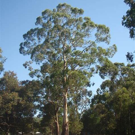 Korbweide-Eukalyptus (Eucalyptus viminalis)