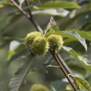Esskastanie mit Früchten in natürlicher Umgebung