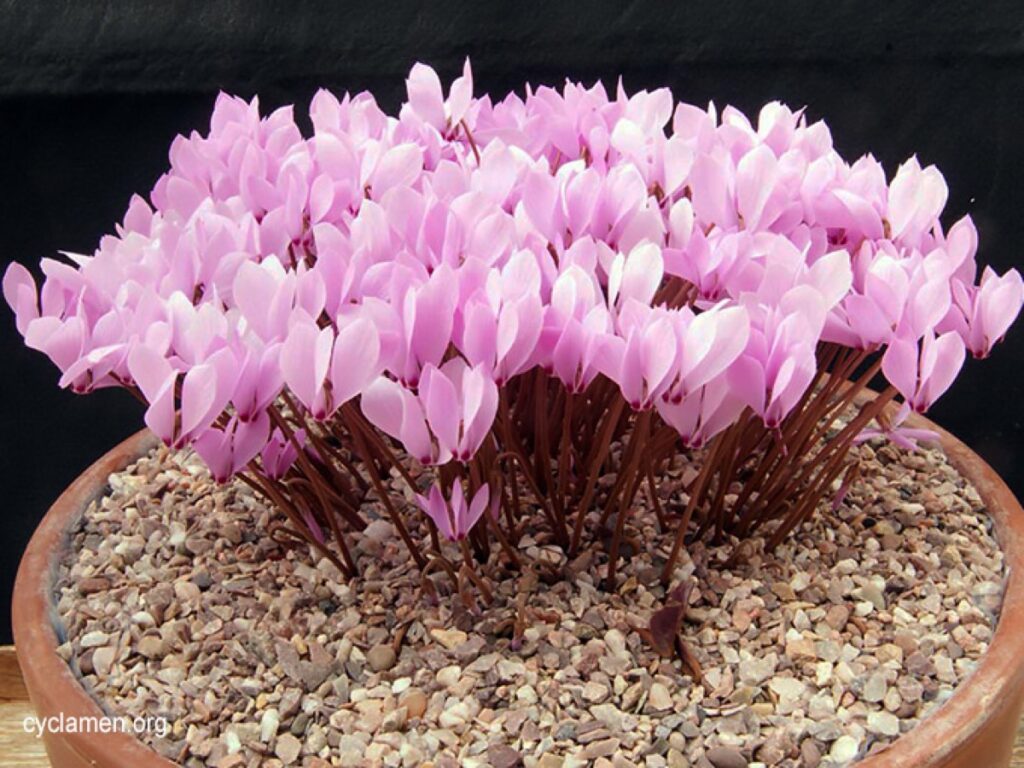 Alpenveilchen Cyclamen cilicium