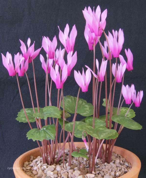 Alpenveilchen Cyclamen repandum mit langgestreckten rosa Blüten