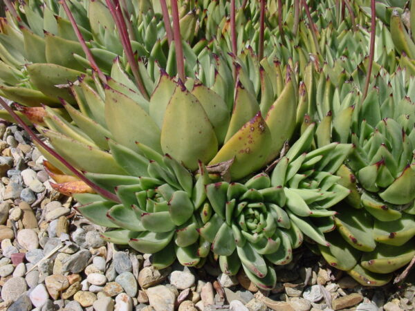 Echeveria agavoides mit spitzen Blättern, die an eine Agave erinnern