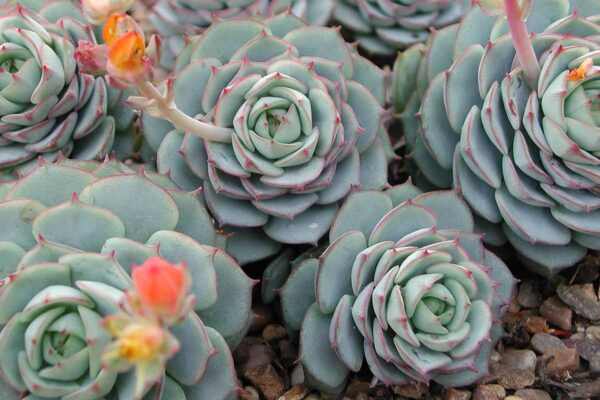 Echeveria derenbergii mit rot gerandeten, bereiften Blättern