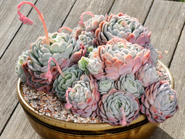 Echeveria elegans