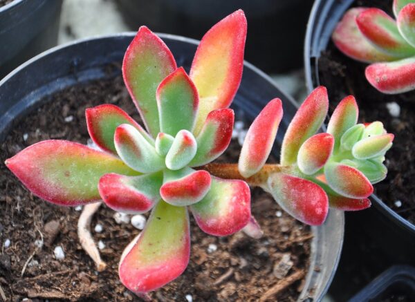 Echeveria pulvinata mit weiß behaarten Blättern und roten Rändern