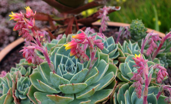 Echeveria secunda mit blau bereiften Blättern und purpurnen Spitzen