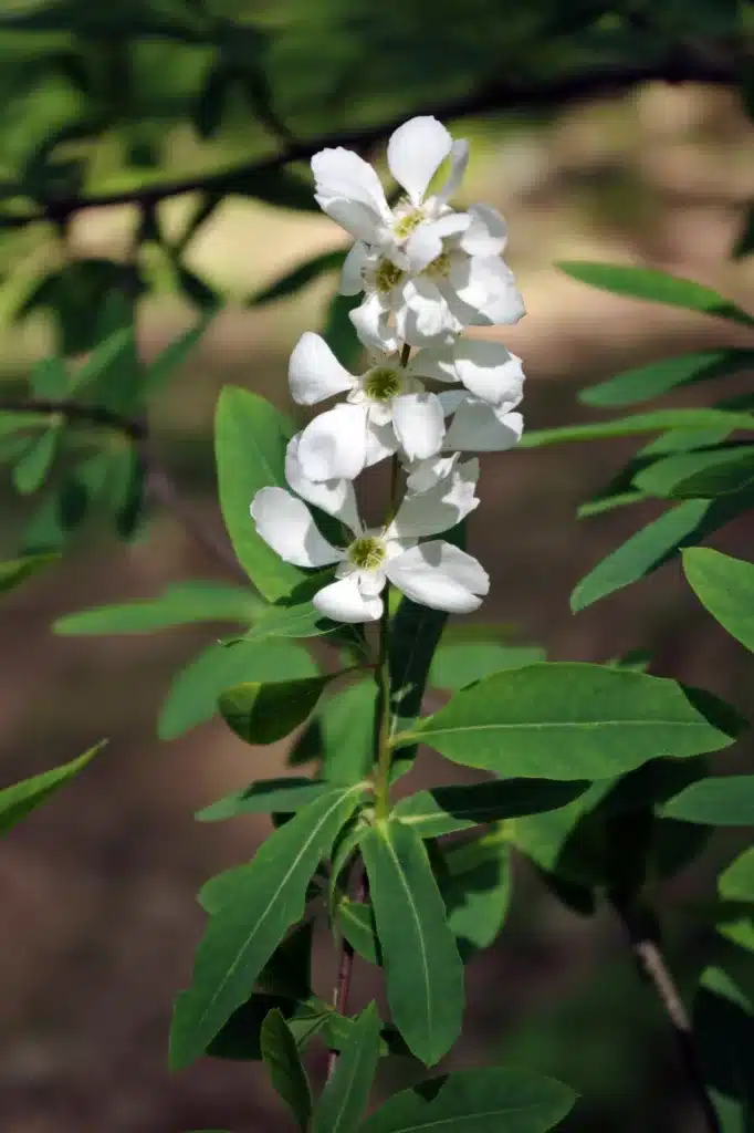 Perlstrauch mit weißen Blüten an den Ästen
