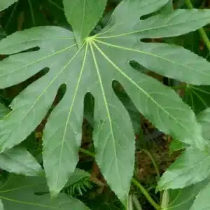 Große, handförmig gelappte Blätter der Zimmeraralie (Fatsia japonica) in Nahaufnahme