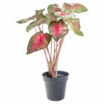Caladium mit rosa-grün gezeichneten Blättern in einem grauen Topf