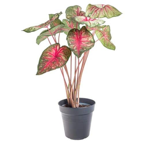 Kaladium im Blumentopf