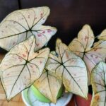 Caladium mit weiß-grün gemusterten Blättern