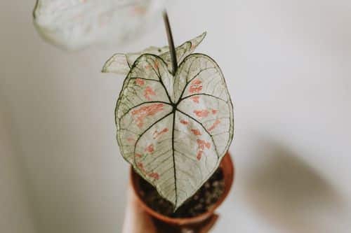Caladium im Blumentopf