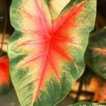 Caladium-Blatt mit roter Mittelzeichnung und grünem Rand