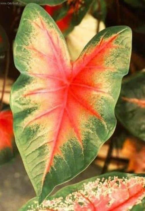 Kaladium Blatt
