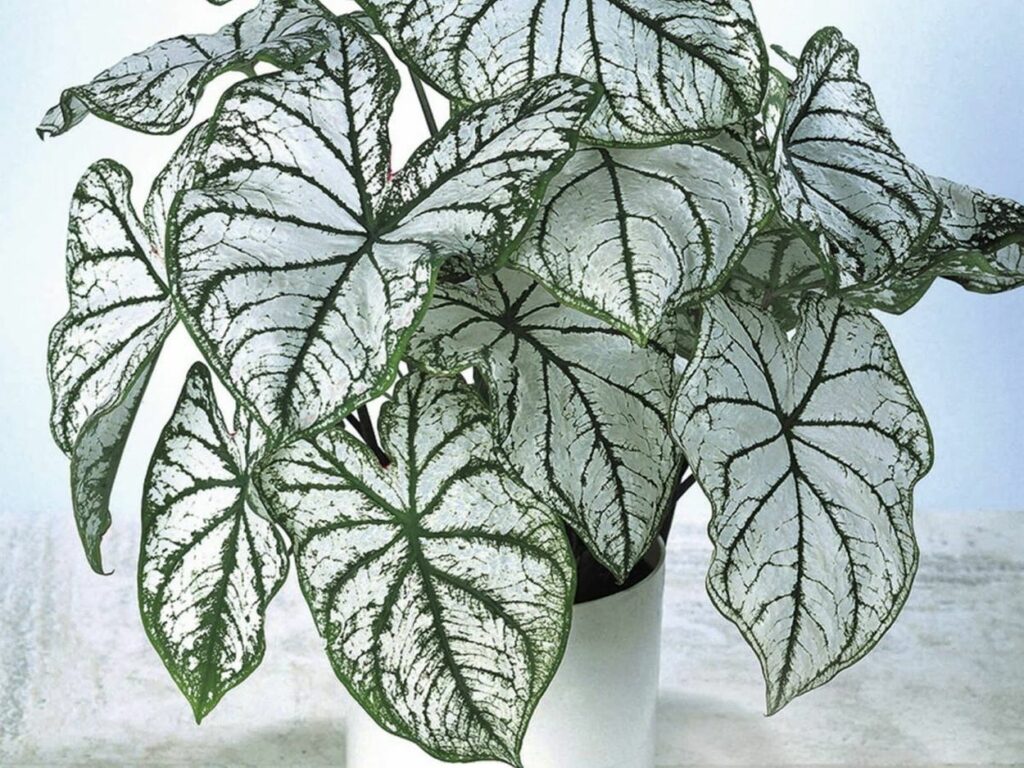 Caladium