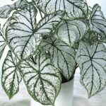 Caladium mit silbrig-weißen Blättern und grünen Adern