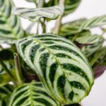 Nahaufnahme gestreifter Calathea-Blätter