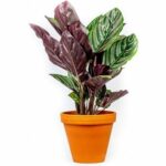 Calathea orbifolia im Tontopf