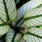 Nahaufnahme weiß gestreifter Calathea-Blätter