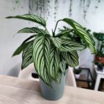 Calathea mit weiß gestreiften Blättern im Topf