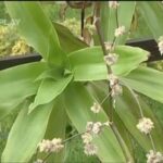 Callisia fragrans mit blühenden Rispen