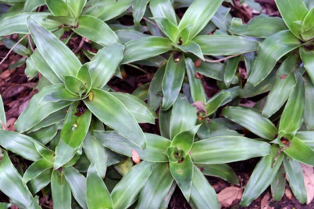 Callisia