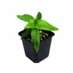 Junge Callisia fragrans im Anzuchttopf