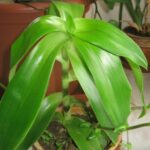Callisia fragrans mit Ausläufern im Blumentopf