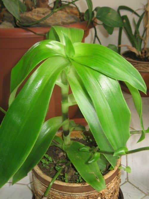 Callisia mit kleinen Blüten an einer grünen Pflanze